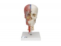 miniaturowy model tułowia człowieka, 12 części - 3b smart anatomy - 1000195 [b22] 3b scientific modele anatomiczne 16